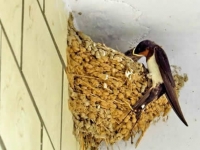 屋内有燕子窝好不好？燕子在家做窝的风水