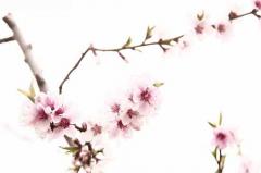 什么是命犯桃花