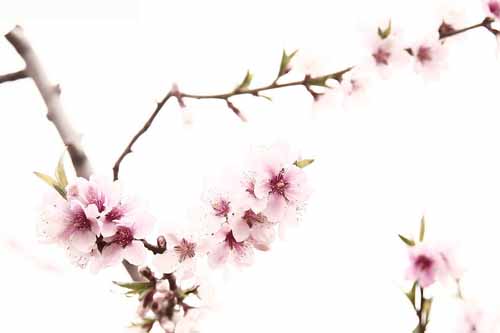 什么是命犯桃花? 什么是命犯桃花?