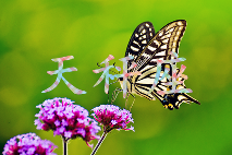 文章详情图片