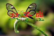 文章详情图片