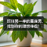 超旺另一半的星座男,找到你的理想伴侣!(图2) 超旺另一半的星座男,找到你的理想伴侣!(图2)