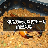 你是为爱可以付出一切的星女吗（图3）