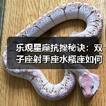 乐观星座抗挫秘诀：双子座射手座水瓶座如何笑对人生挑战（图2）