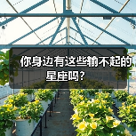你身边有这些输不起的星座吗？（图2）