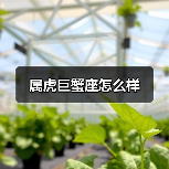 属虎巨蟹座怎么样