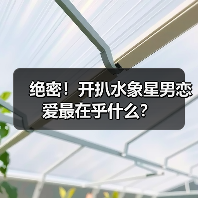 绝密!开扒水象星男恋爱最在乎什么?(图4) 绝密!开扒水象星男恋爱最在乎什么?(图4)
